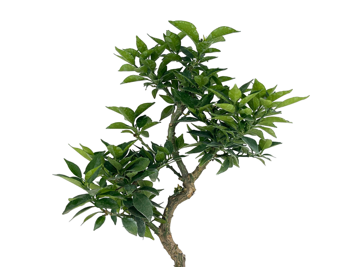 Bonsái Citrus Myrtifolia – Naranjo 8 Años_4