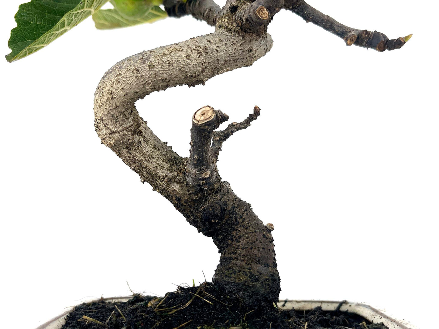 Bonsái Ficus Carica – Higuera 7 Años_3