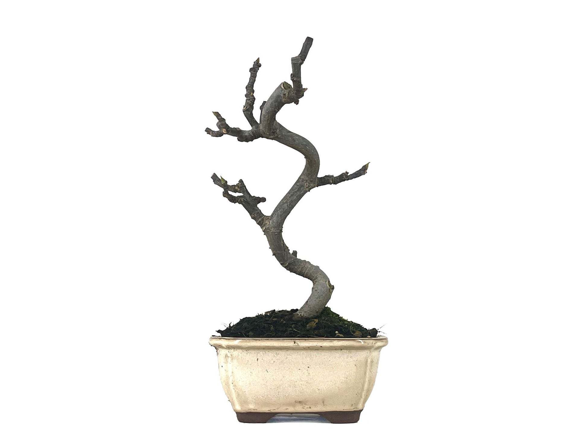 Bonsái Ficus Carica – Higuera 8 Años_1
