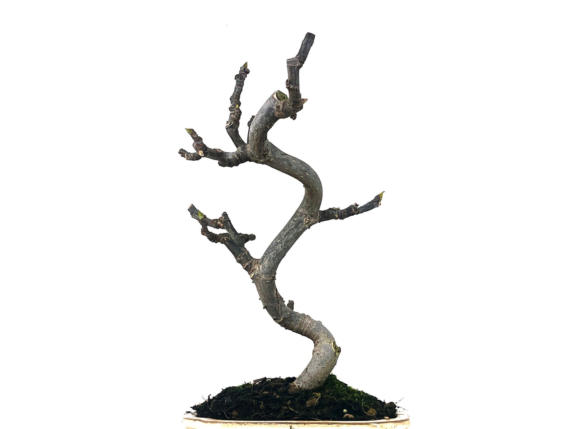 Bonsái Ficus Carica – Higuera 8 Años_2