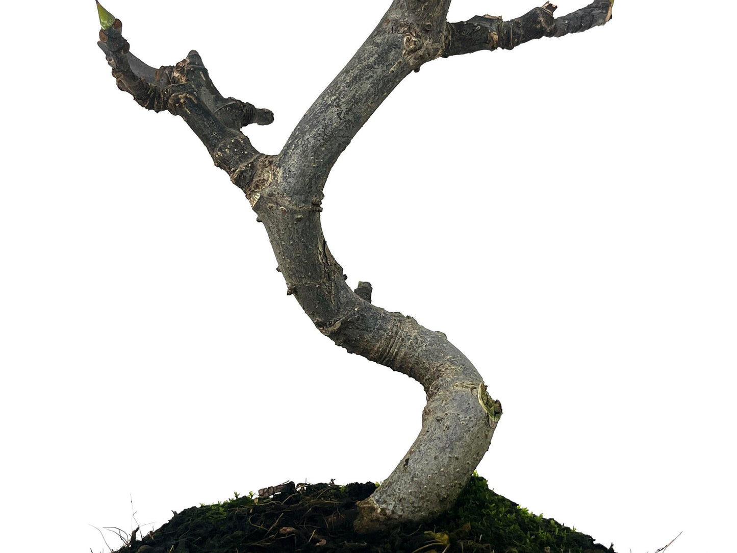 Bonsái Ficus Carica – Higuera 8 Años_3