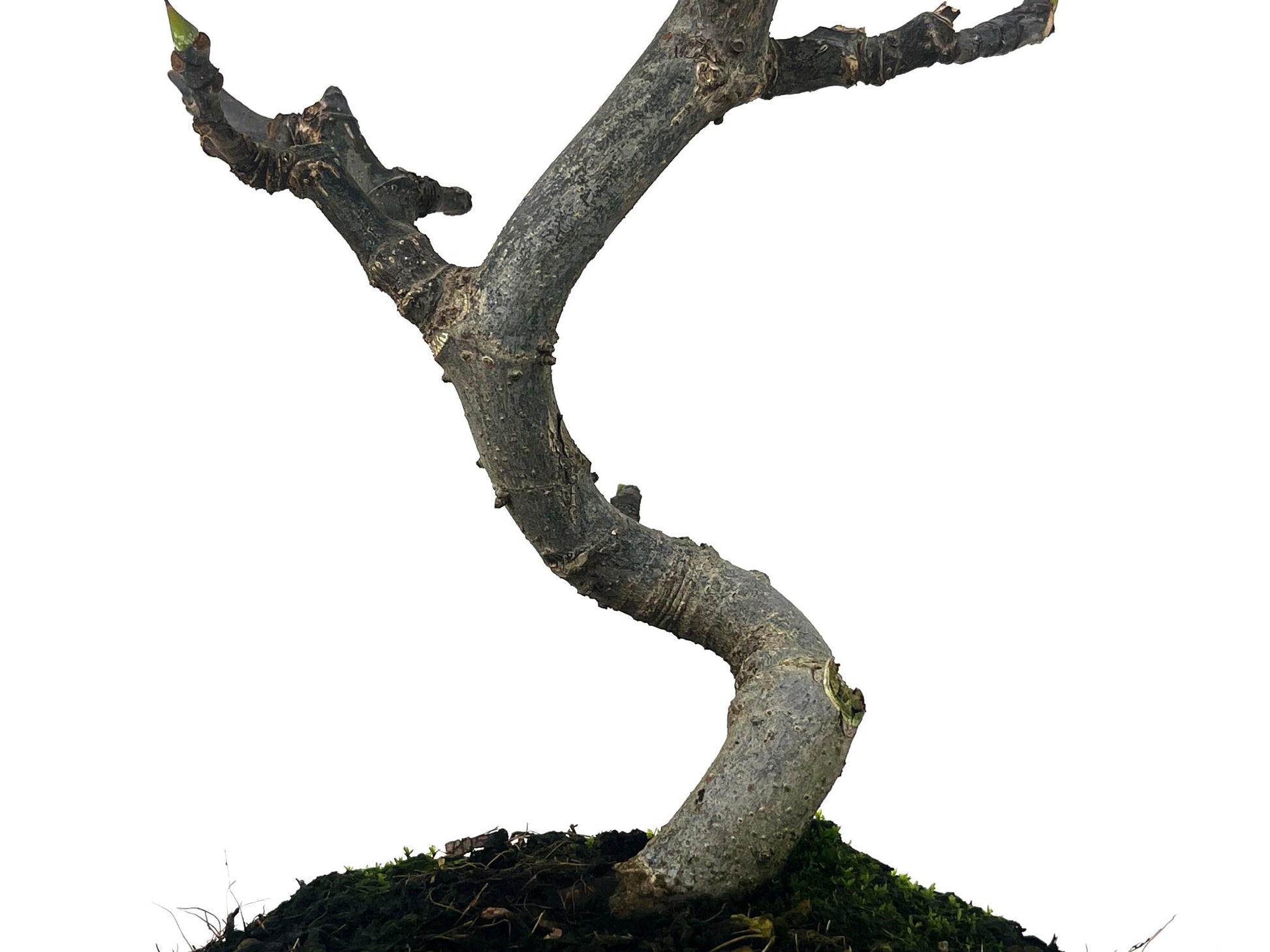 Bonsái Ficus Carica – Higuera 8 Años_3