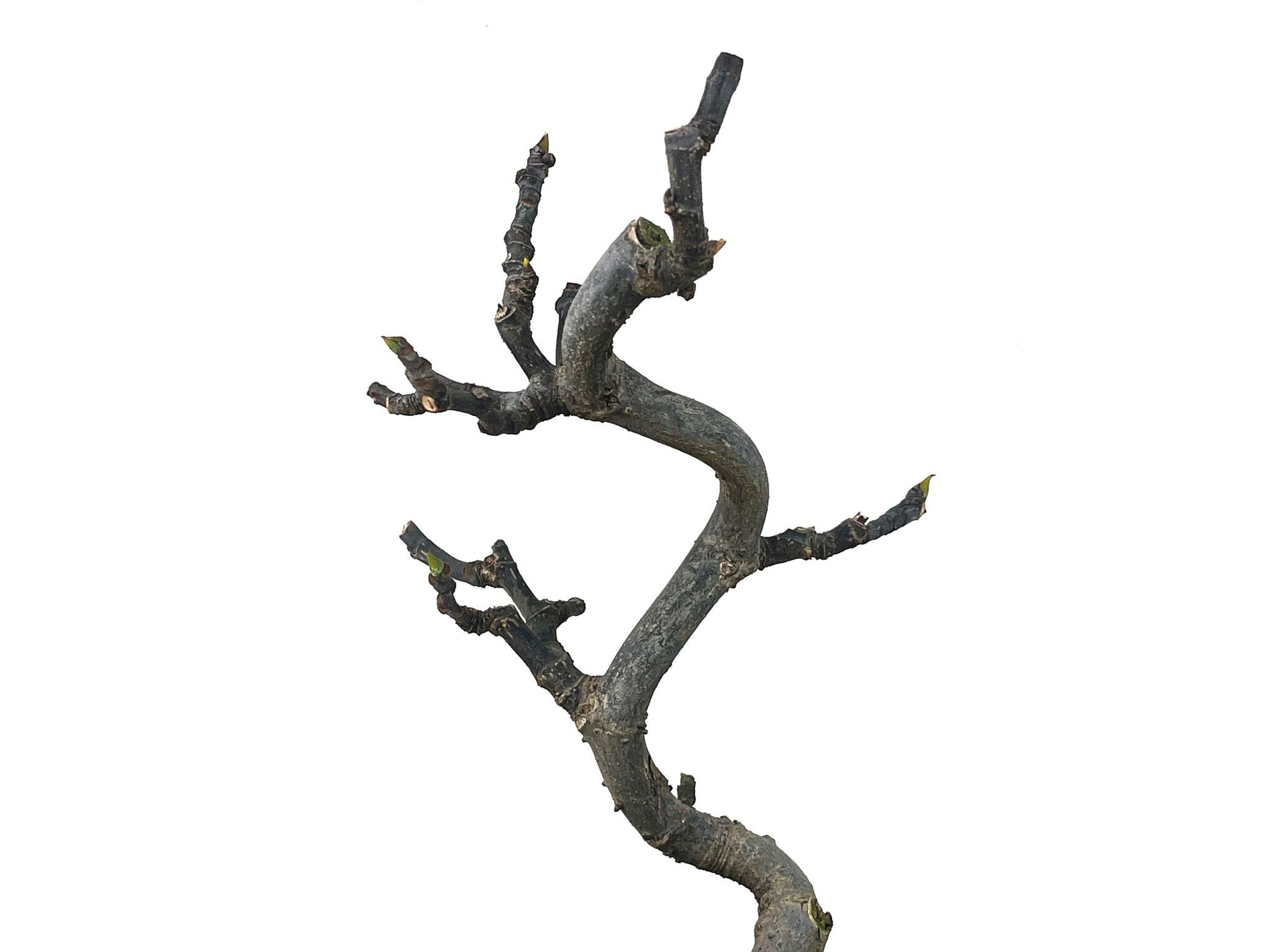 Bonsái Ficus Carica – Higuera 8 Años_4