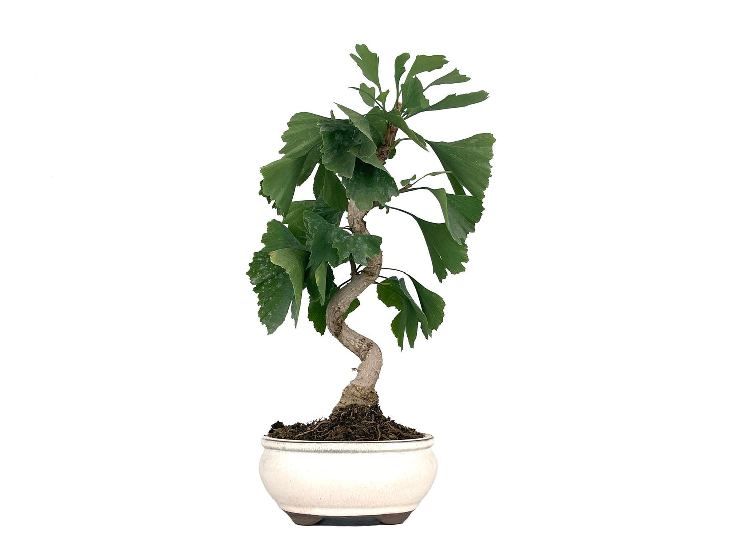 Bonsái Ginkgo Biloba 8 Años_1