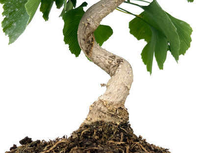 Bonsái Ginkgo Biloba 8 Años_3