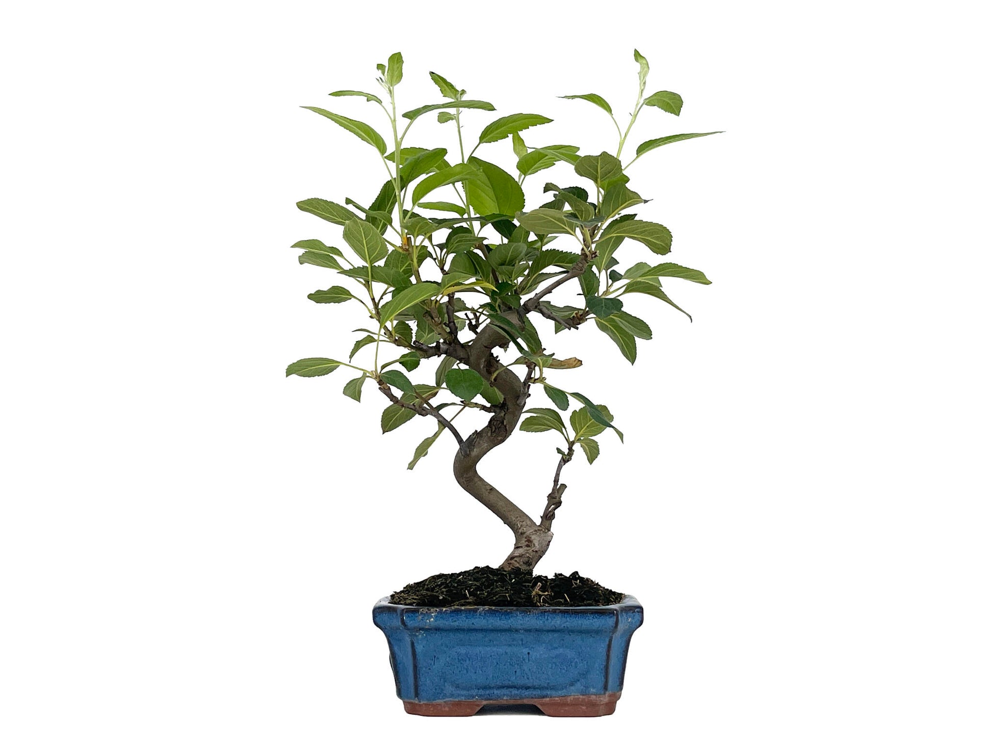 Bonsái Malus – Manzano 8 Años_1