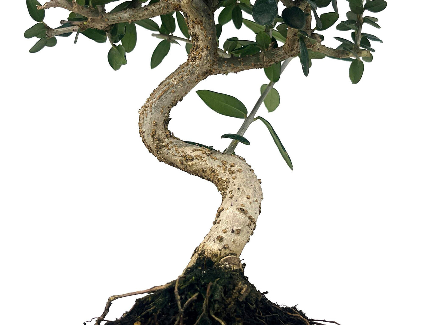 Bonsái Olea Europea Sylvestris – Acebuche 7 Años_3