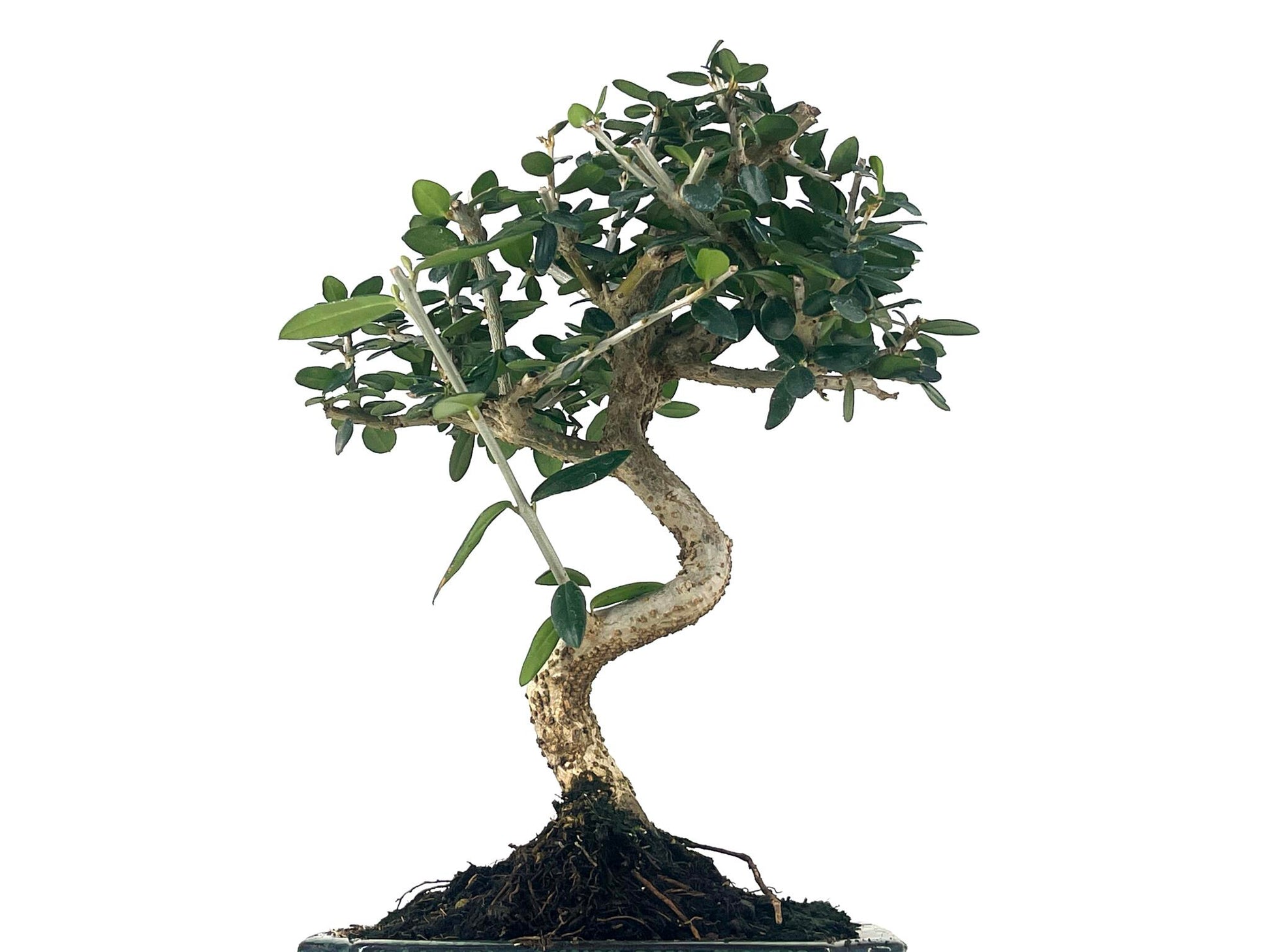 Bonsái Olea Europea Sylvestris – Acebuche 7 Años_5