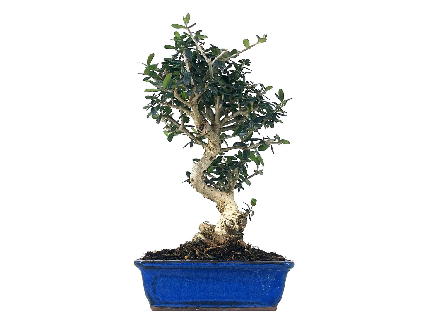 Bonsái Olea Europea Sylvestris – Acebuche 8 Años_1
