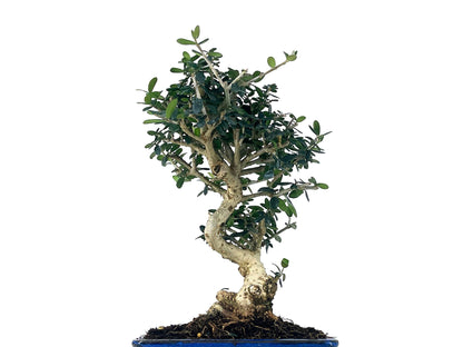Bonsái Olea Europea Sylvestris – Acebuche 8 Años_2