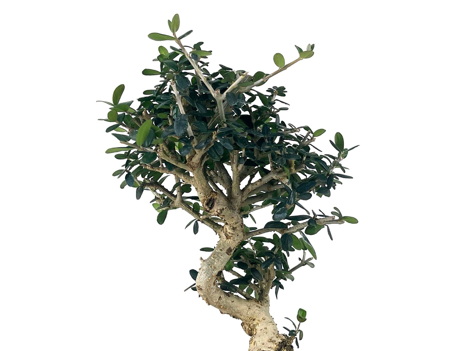 Bonsái Olea Europea Sylvestris – Acebuche 8 Años_4