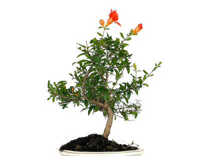 Bonsái Punica Granatum Nana – Granado 7 Años_2