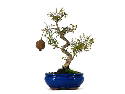 Bonsái Punica Granatum Nana – Granado 9 Años_1