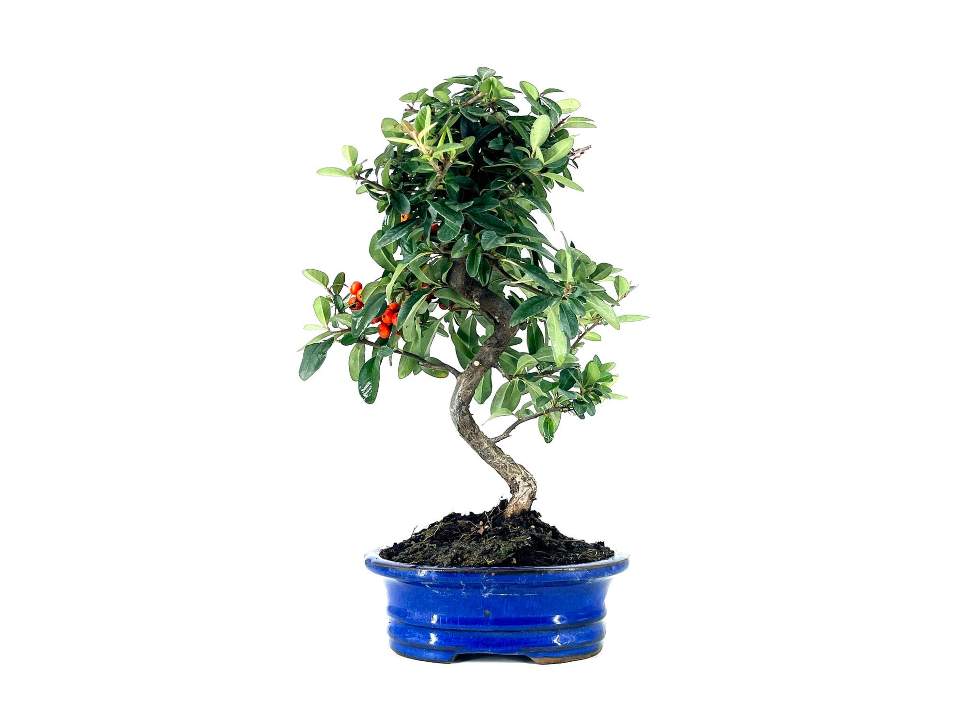 Bonsái Pyracantha – Espino De Fuego 8 Años_1