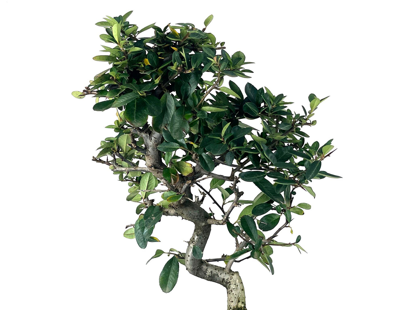 Bonsái Pyracantha – Espino De Fuego 9 Años_4