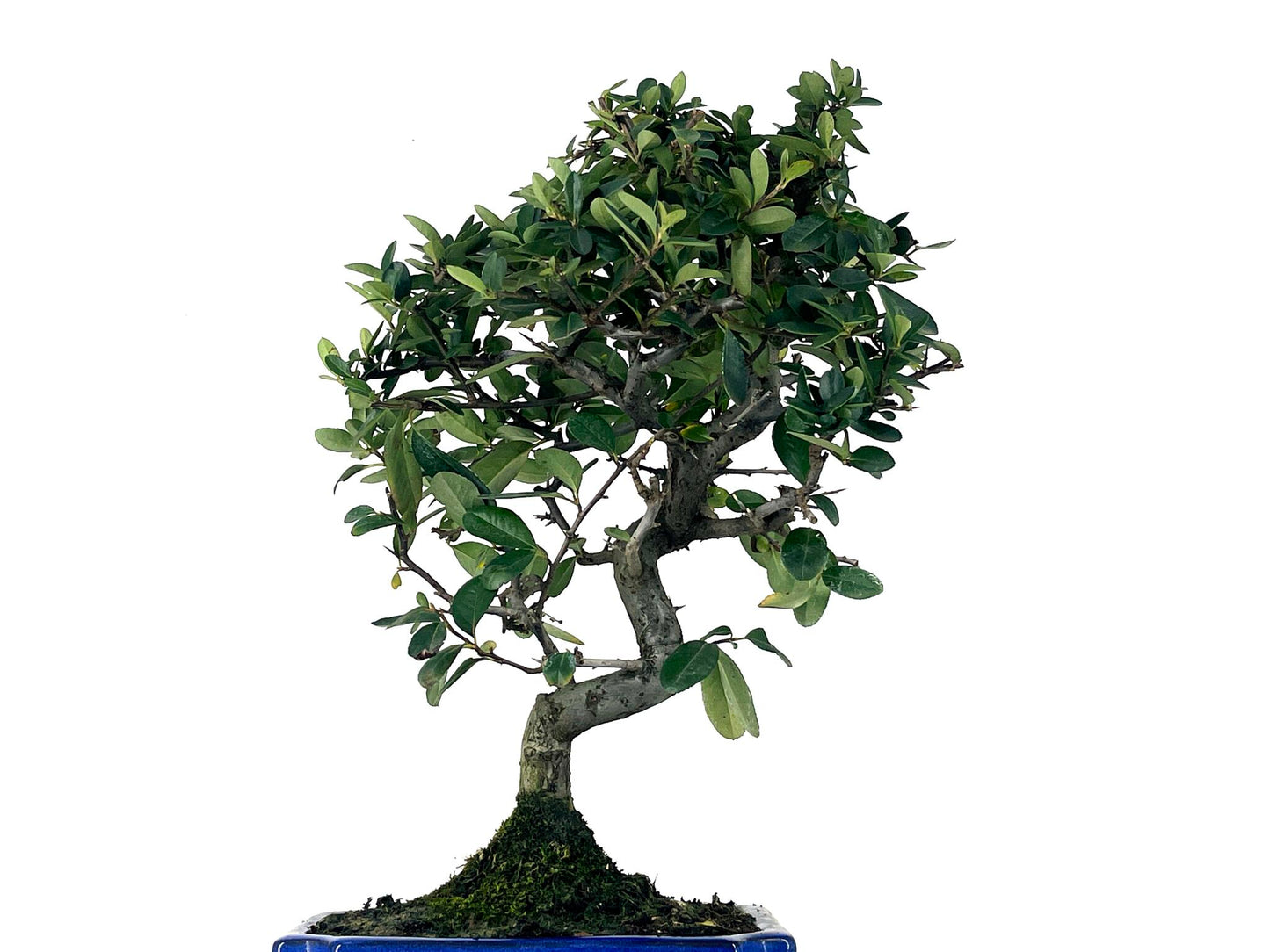 Bonsái Pyracantha – Espino De Fuego 9 Años_5