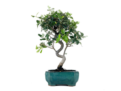 Bonsái Quercus Suber – Alcornoque 8 Años_1