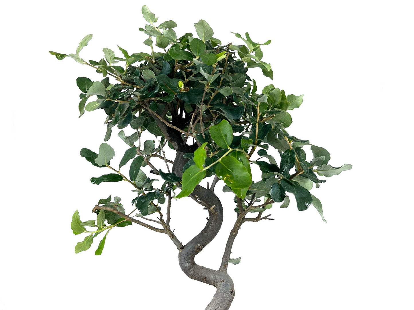 Bonsái Quercus Suber – Alcornoque 8 Años_4