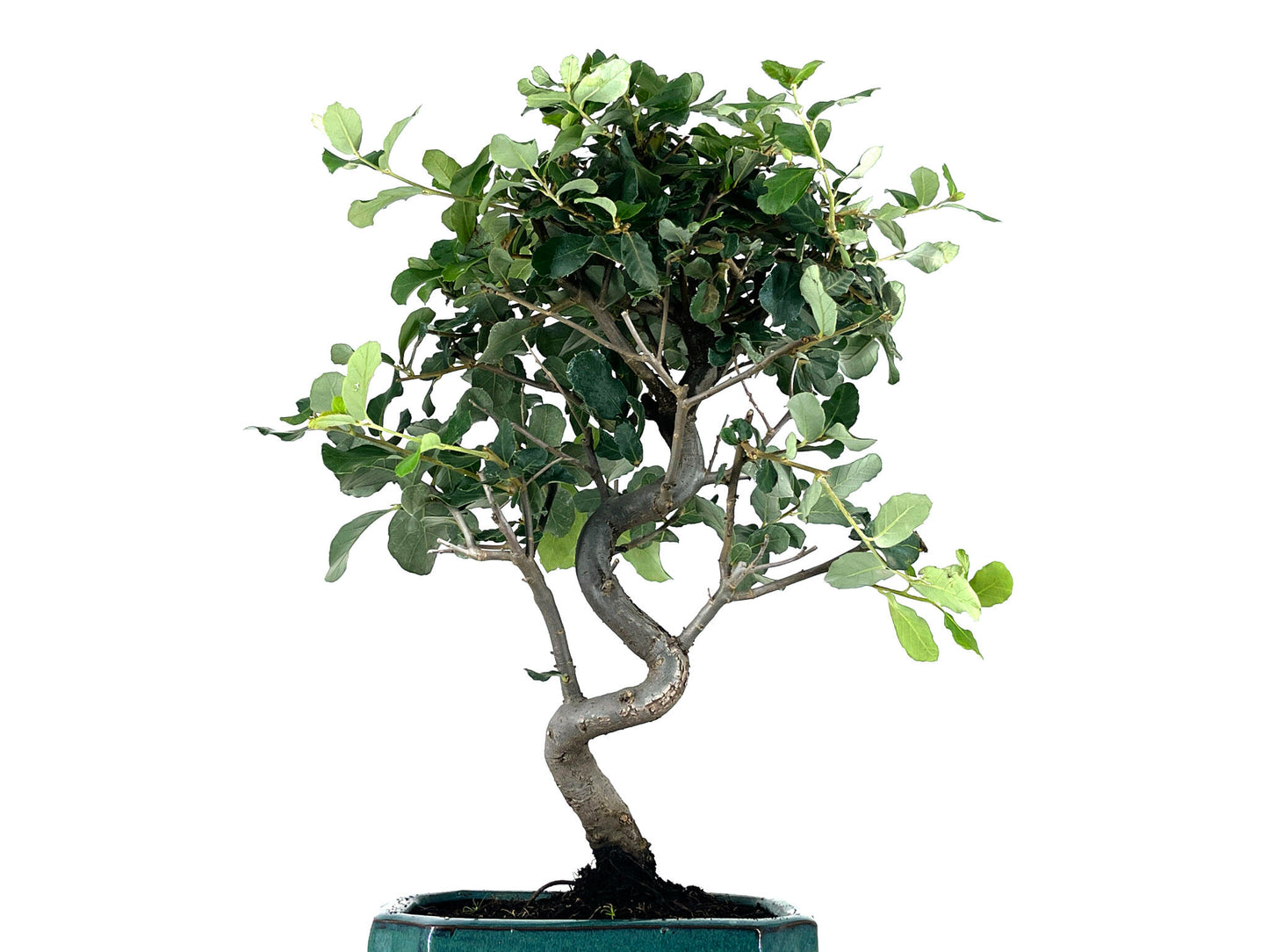 Bonsái Quercus Suber – Alcornoque 8 Años_5