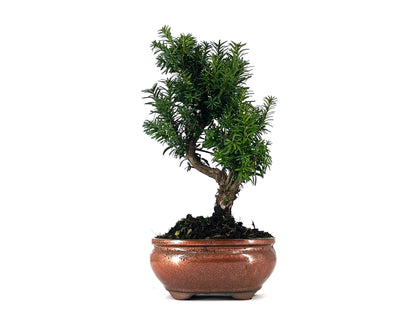 Bonsái Taxus Media – Tejo 9 Años_1