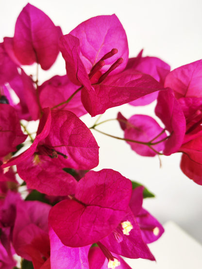 Bougainvillea O Buganvilla_1