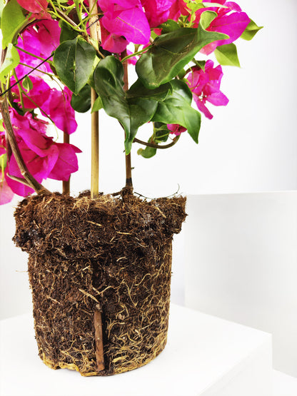 Bougainvillea O Buganvilla_2