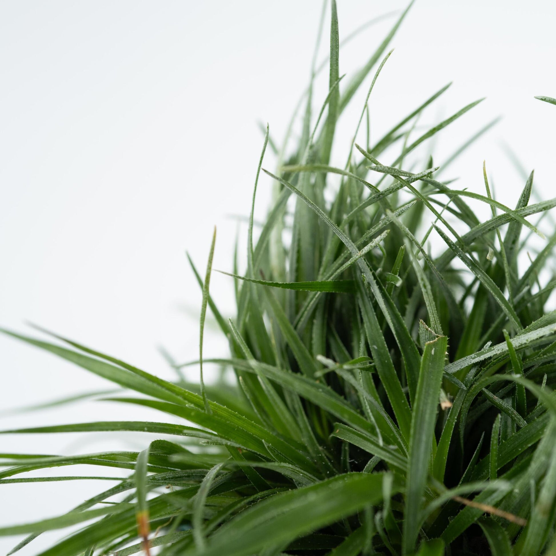 Bromelia Azul - 2 Pzs - Fascicularia - Altura 20-30cm - ⌀13cm_3