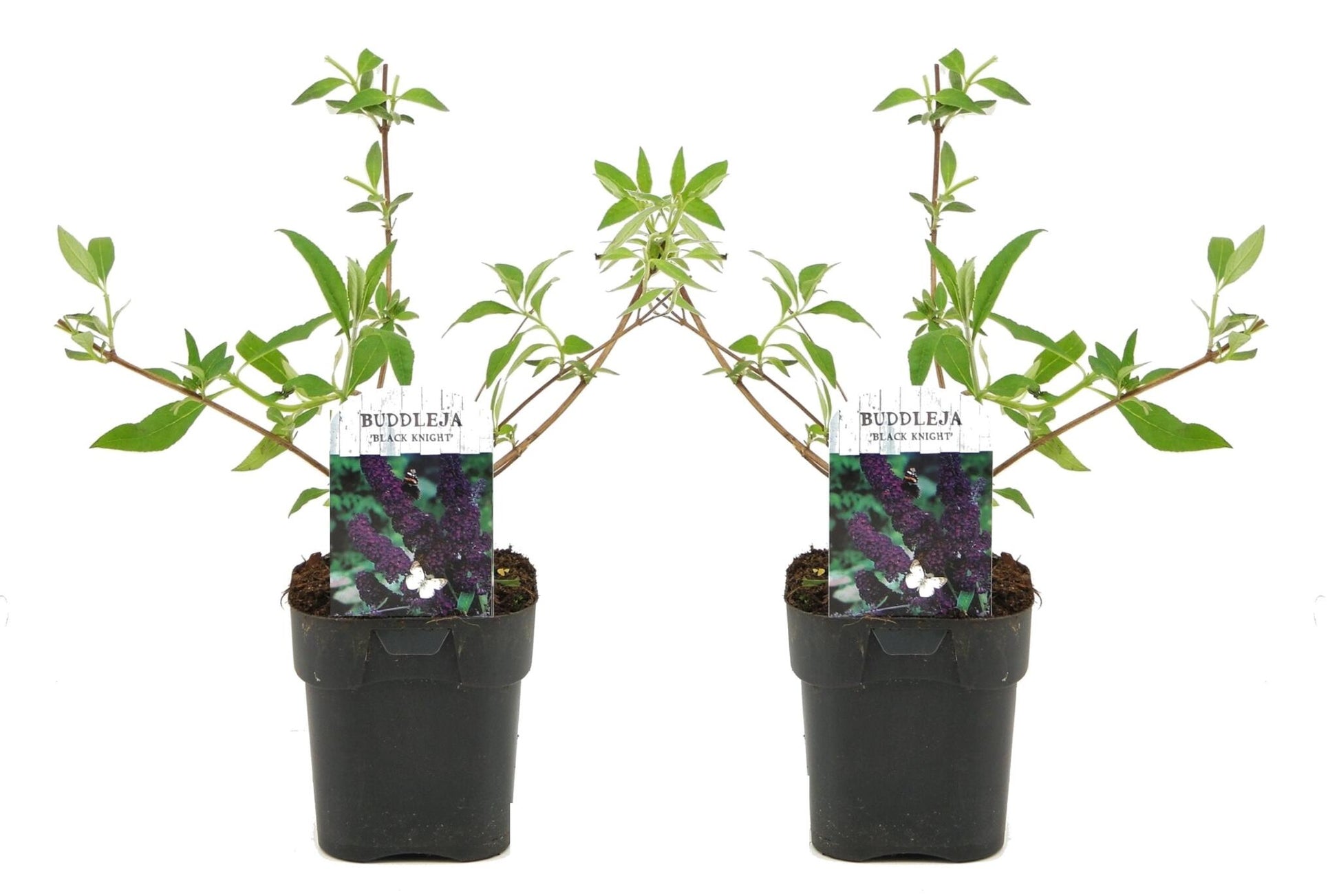 Budleia - 2 Pzs - Buddleja Davidii 'black Knight' - Altura 30-40cm - ⌀17cm_0