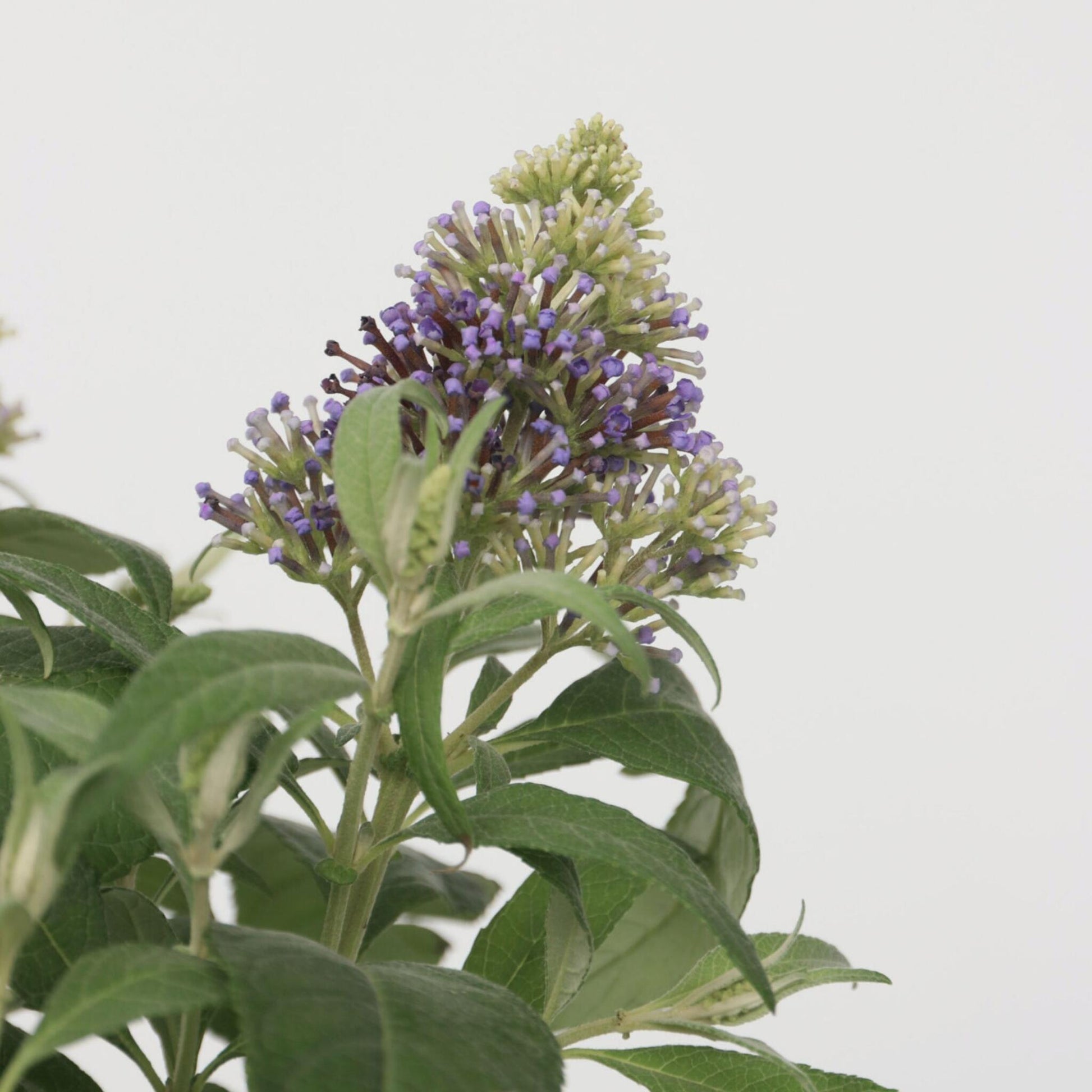 Budleia - 2 Pzs - Buddleja Davidii 'candy' - Altura 30-40cm - ⌀19cm_3