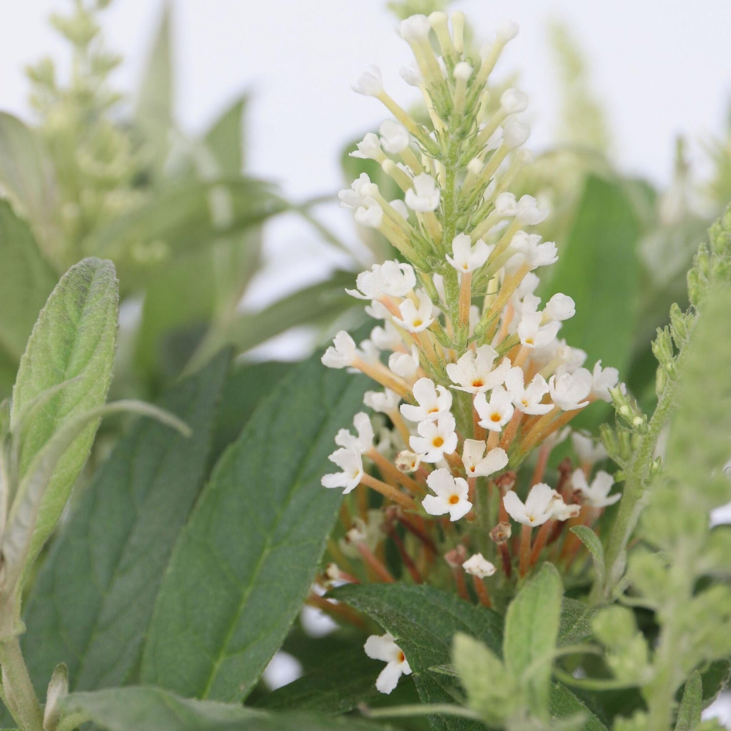 Budleia - 2 Pzs - Buddleja Davidii 'candy' - Altura 30-40cm - ⌀19cm_3
