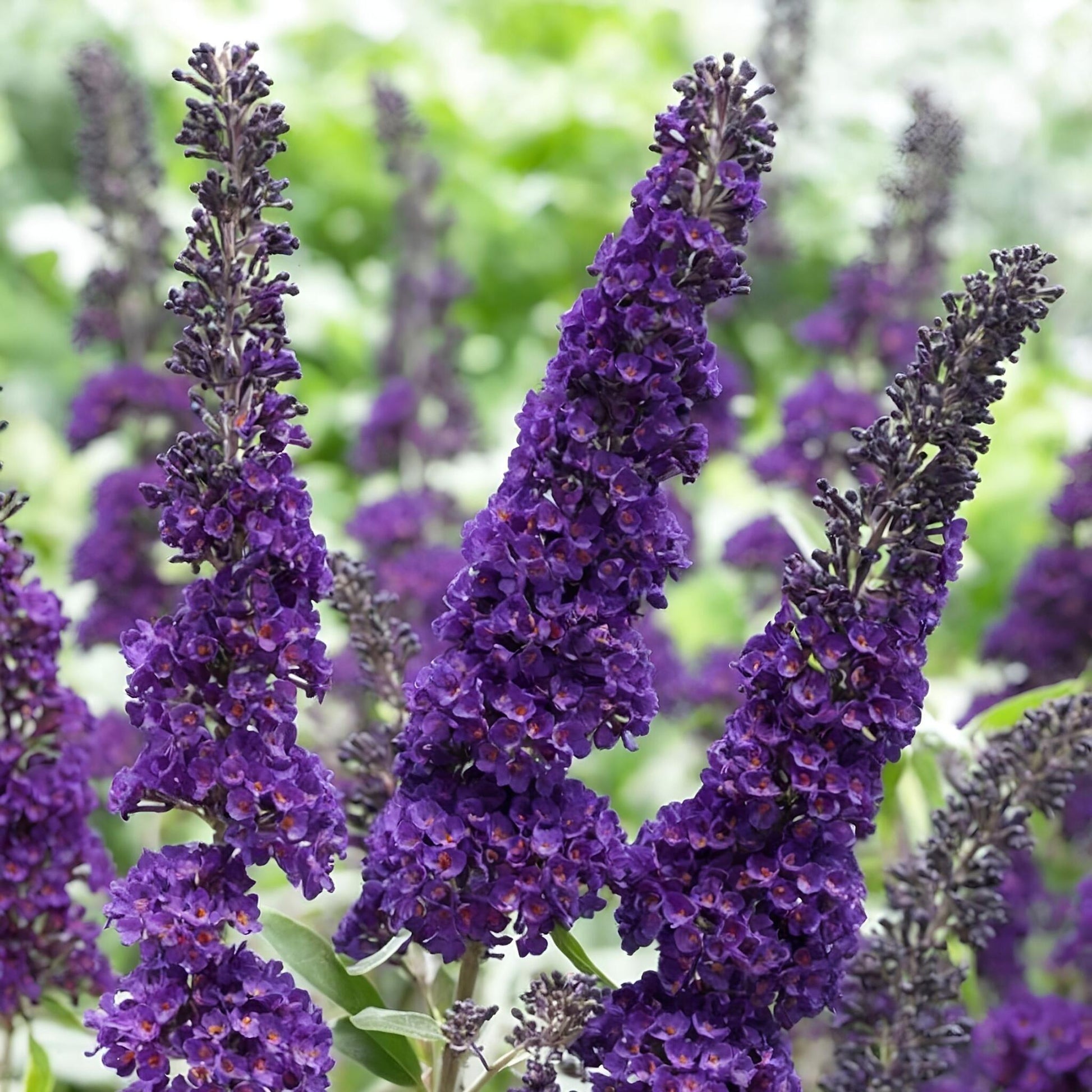 Budleia - 4 Pzs - Buddleja Davidii 'black Knight' - Altura 30-40cm - ⌀17cm_1