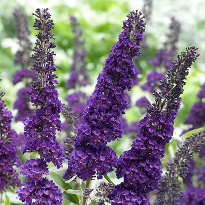 Budleia - 4 Pzs - Buddleja Davidii 'black Knight' - Altura 30-40cm - ⌀17cm_1
