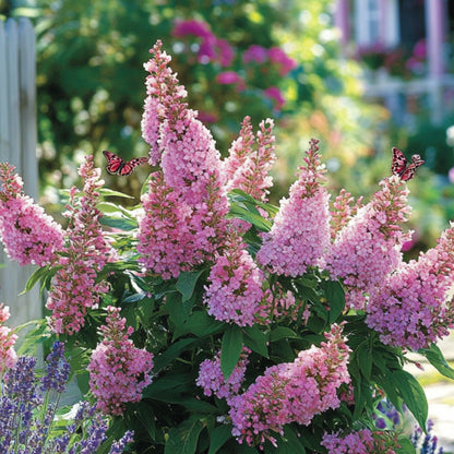 Budleia - Buddleja Davidii 'candy' - Altura 30-40cm - ⌀19cm_1