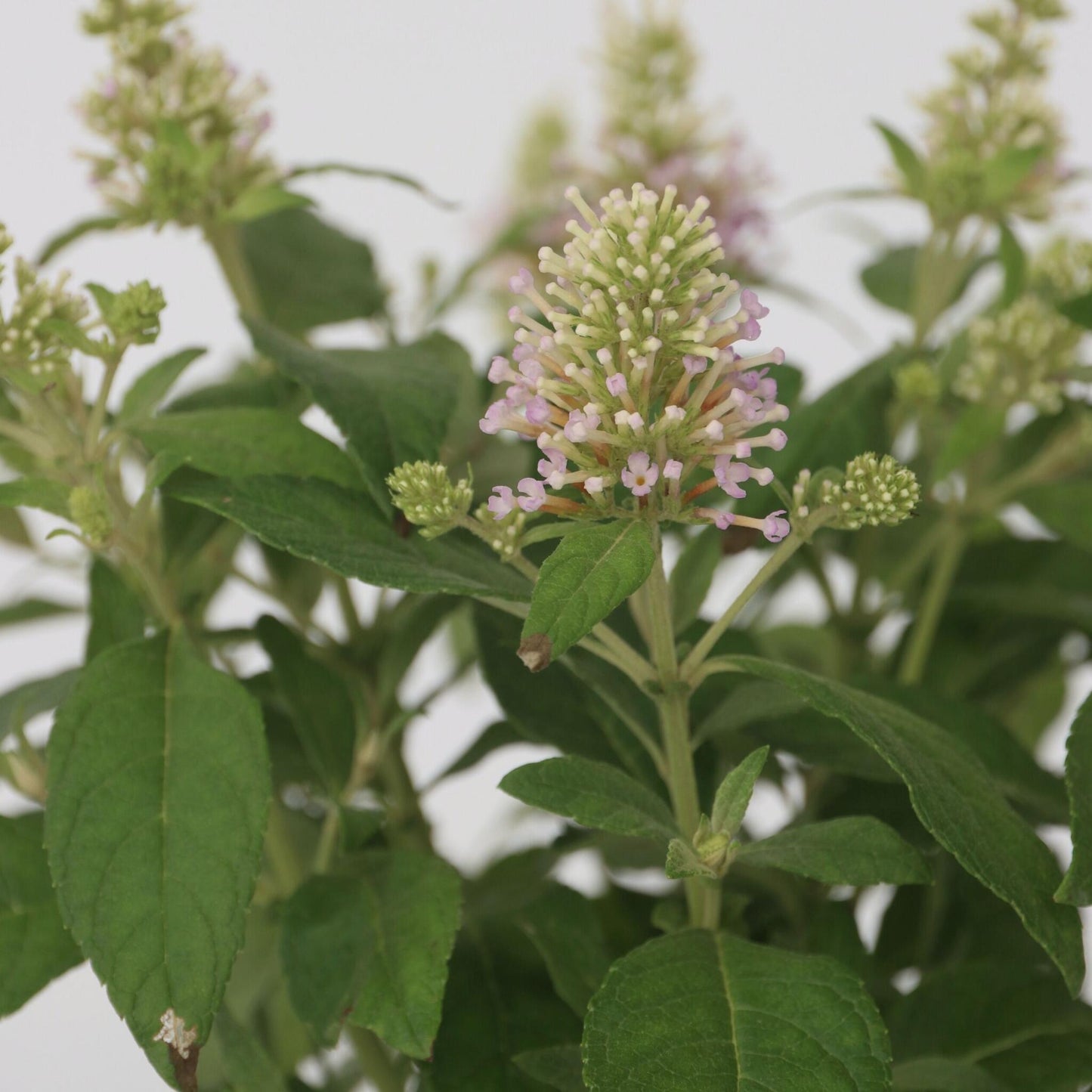 Budleia - Buddleja Davidii 'candy' - Altura 30-40cm - ⌀19cm_3