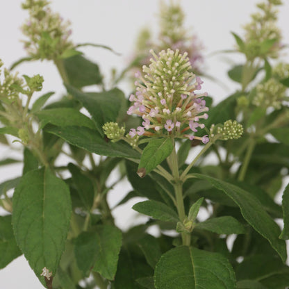 Budleia - Buddleja Davidii 'candy' - Altura 30-40cm - ⌀19cm_3