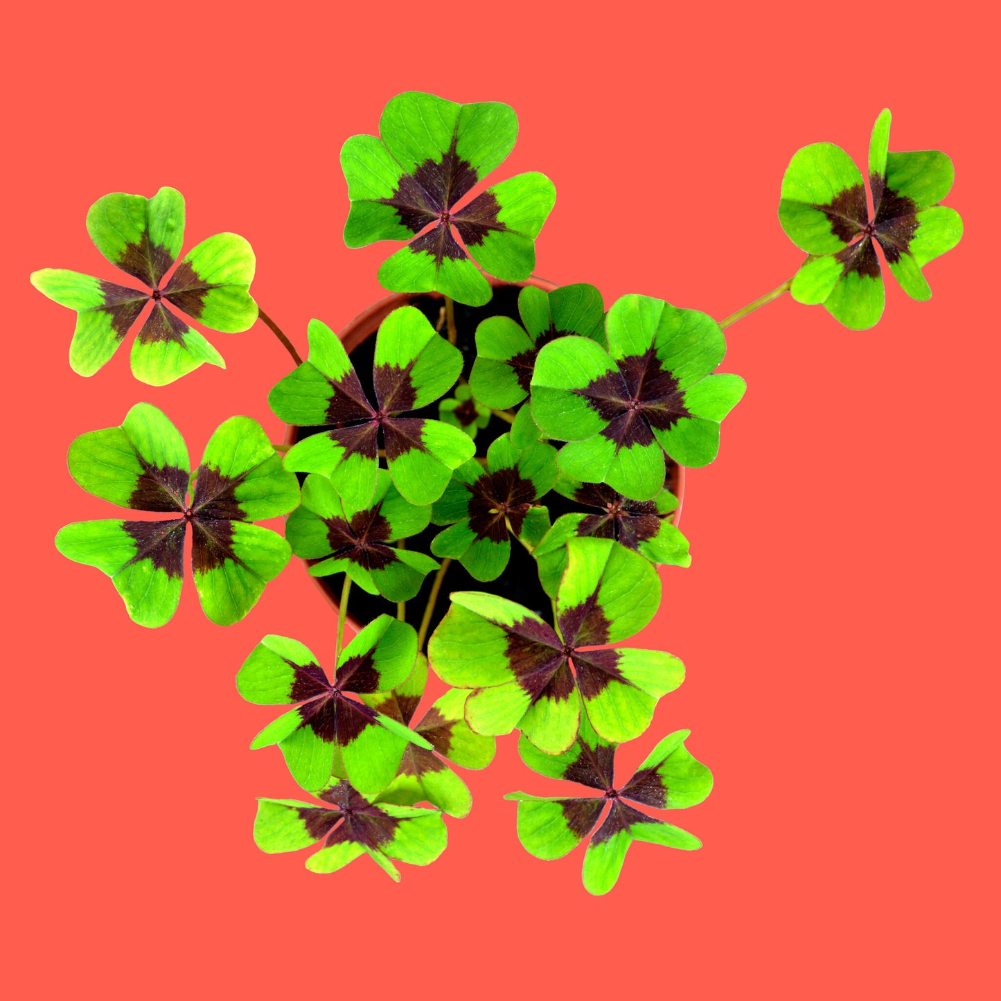 Buena Suerte – Kit Cultivo Trébol de 4 Hojas (Oxalis Deppei), Amuleto Natural - Resetea_2