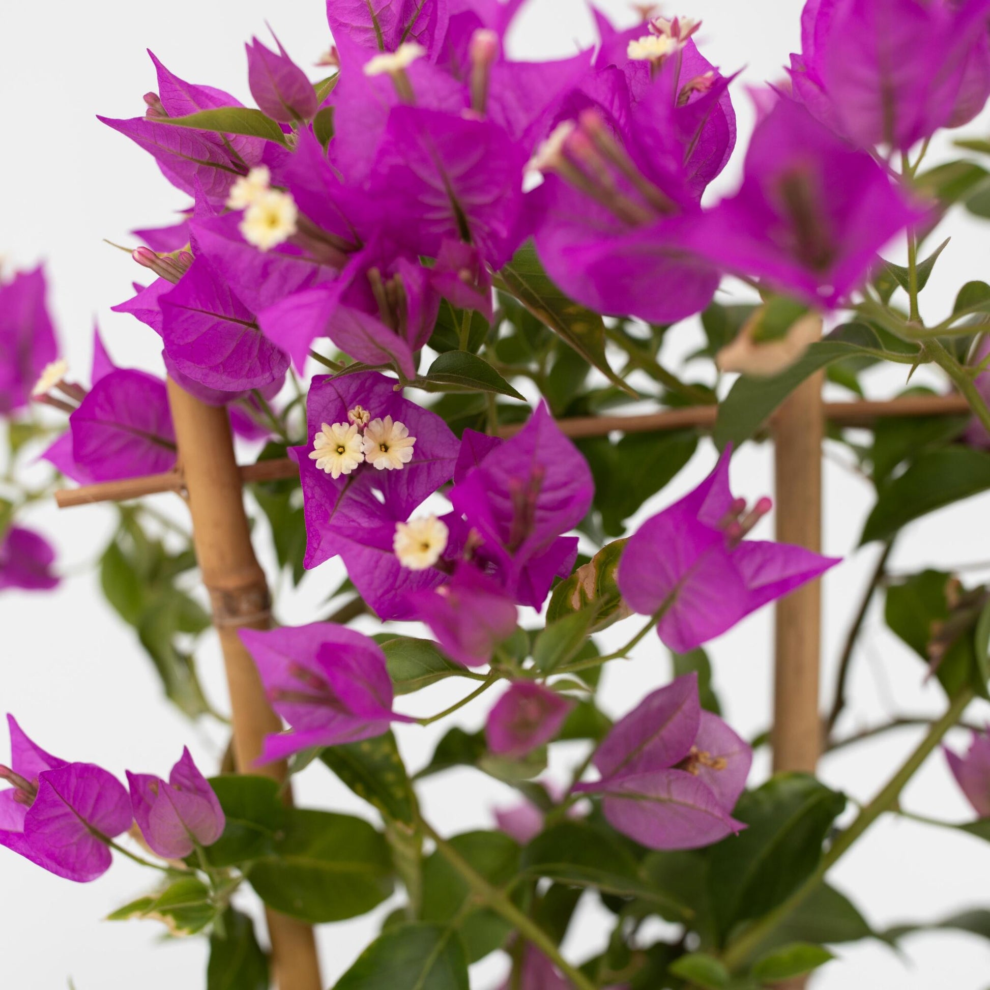 Buganvilla - 2 Pzs - Bougainvillea 'alexandra' - Altura 50-60cm - ⌀17cm_3