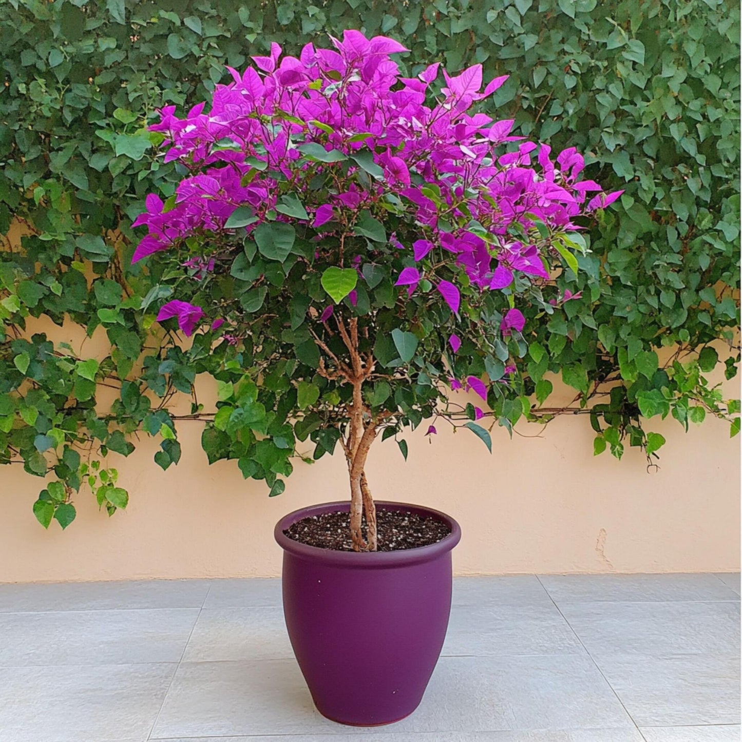 Buganvilla - Bougainvillea 'alexandra' - Altura 50-60cm - ⌀17cm_1