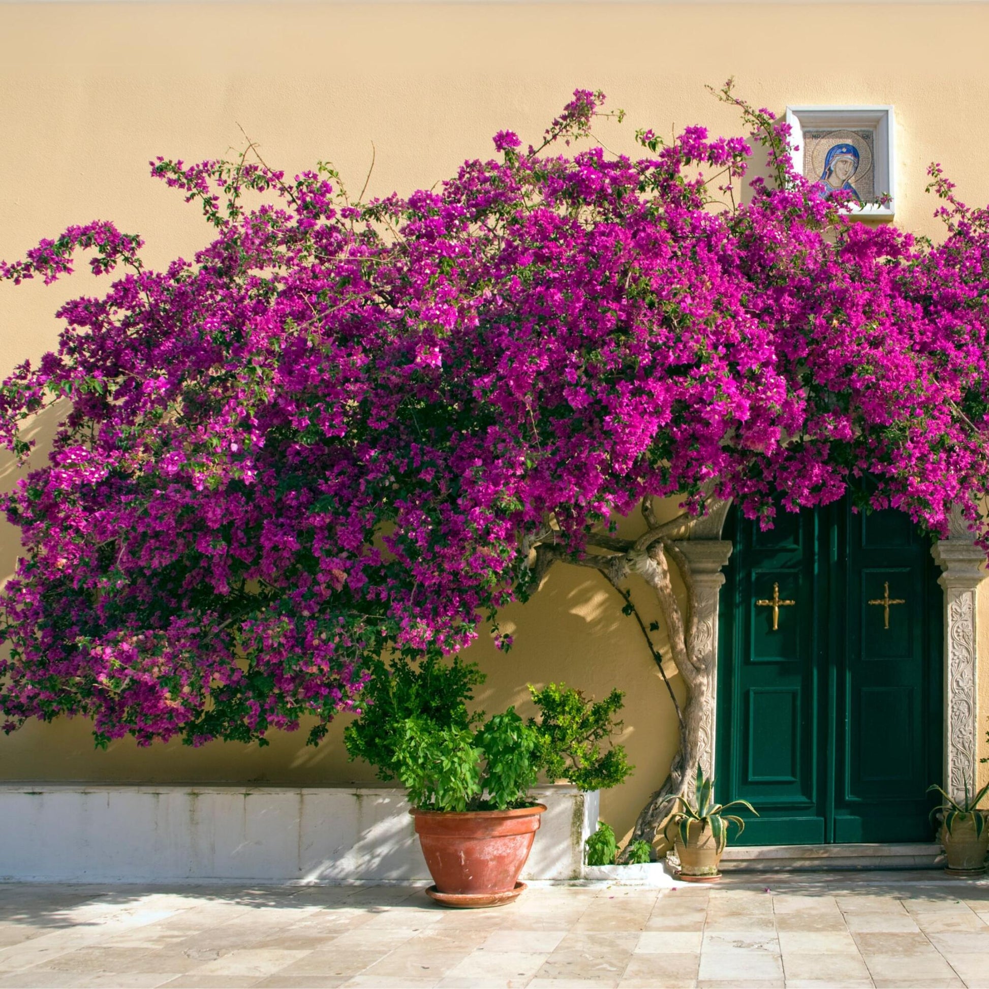 Buganvilla - Bougainvillea 'alexandra' - Altura 50-60cm - ⌀17cm_1