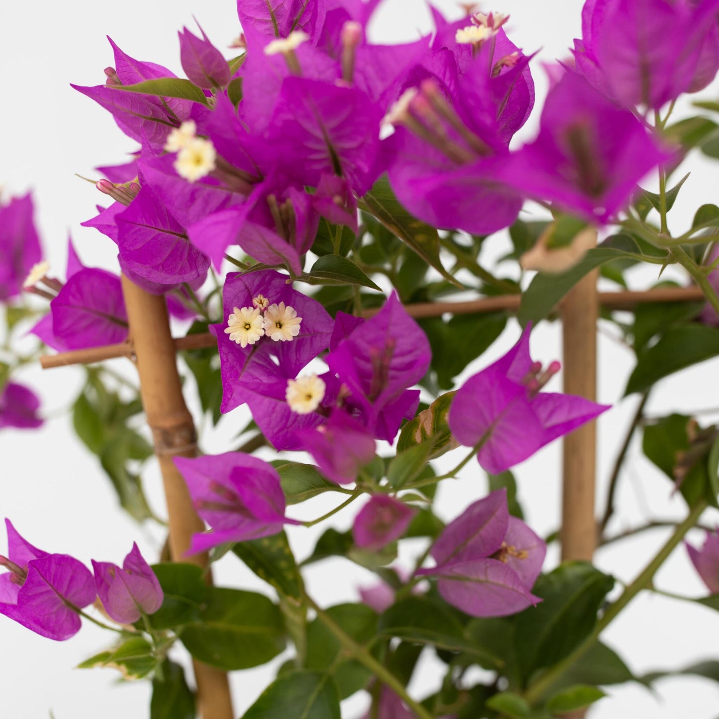 Buganvilla - Bougainvillea 'alexandra' - Altura 50-60cm - ⌀17cm_3