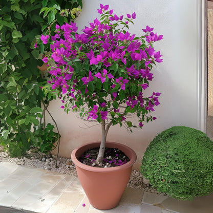 Buganvilla - Bougainvillea 'alexandra' - Altura 50-60cm - ⌀17cm_4
