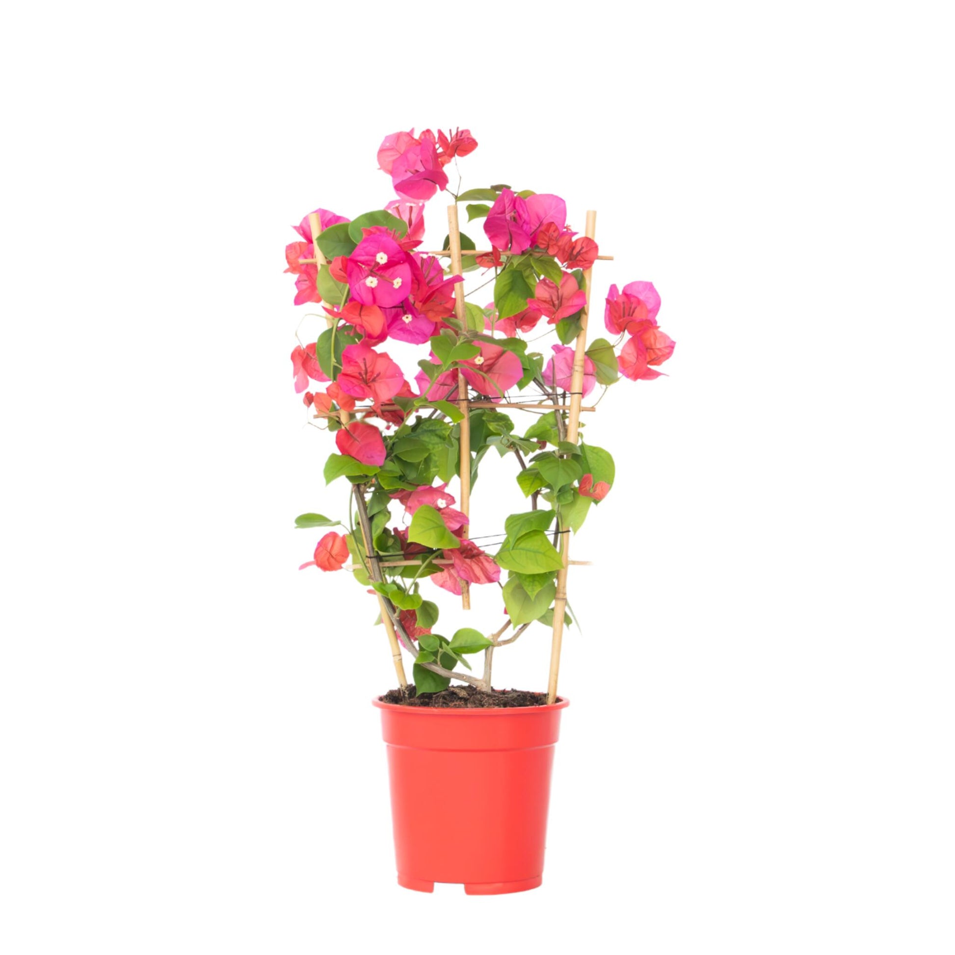 Buganvilla - Bougainvillea 'dania' - Altura 50-60cm - ⌀17cm_0