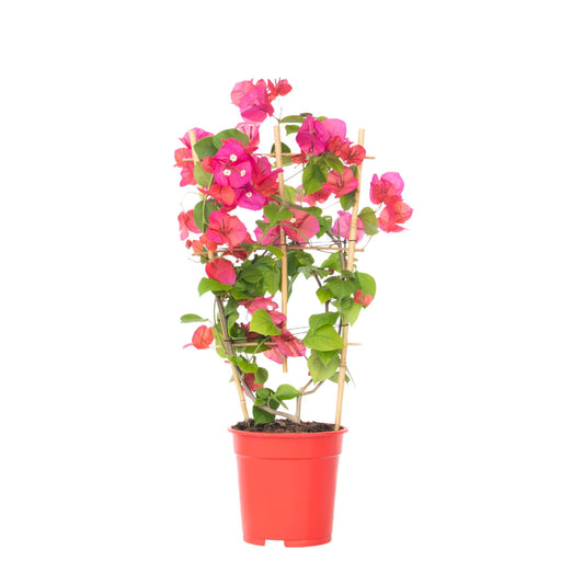 Buganvilla - Bougainvillea 'dania' - Altura 50-60cm - ⌀17cm_0