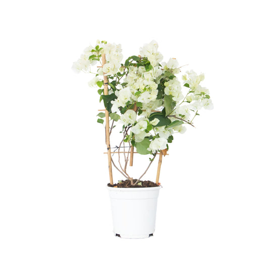 Buganvilla - Bougainvillea 'dania' - Altura 50-60cm - ⌀17cm_0