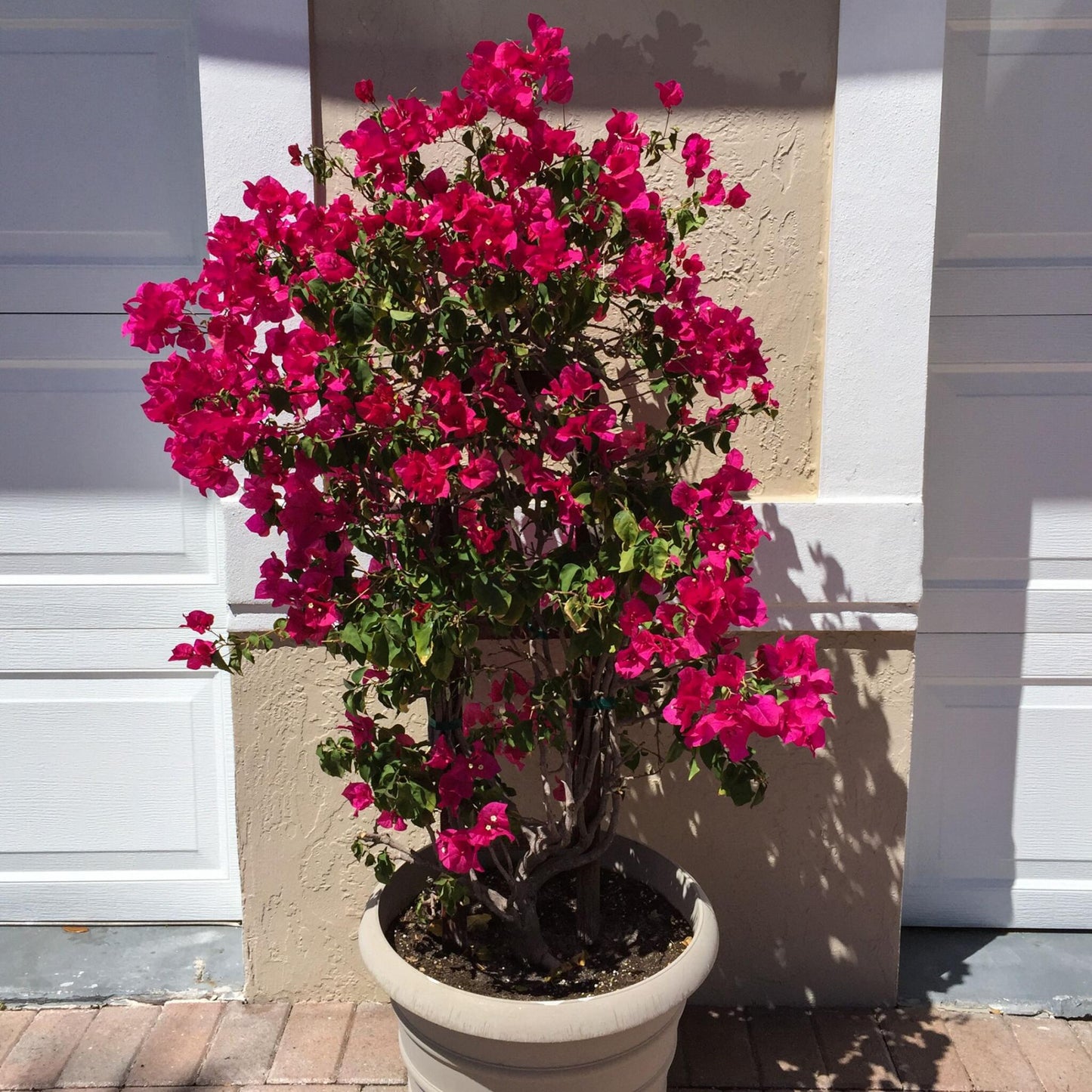 Buganvilla - Bougainvillea 'dania' - Altura 50-60cm - ⌀17cm_1