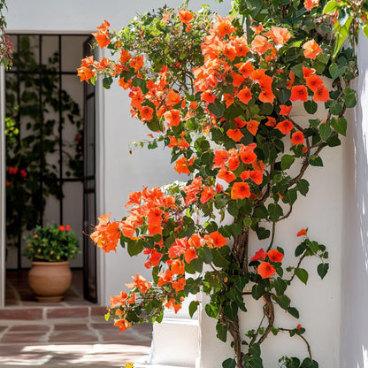 Buganvilla - Bougainvillea 'dania' - Altura 50-60cm - ⌀17cm_1