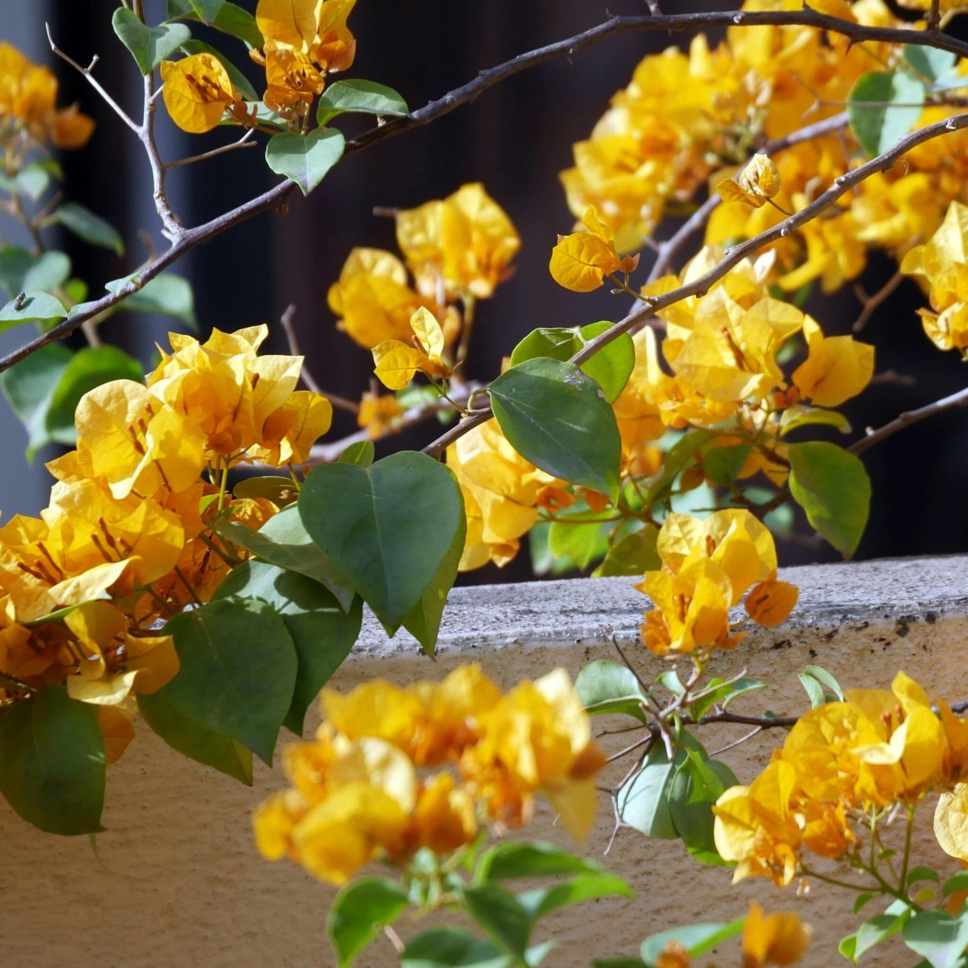 Buganvilla - Bougainvillea 'dania' - Altura 50-60cm - ⌀17cm_3