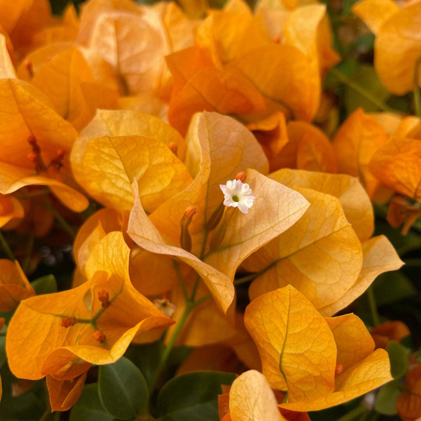 Buganvilla - Bougainvillea 'dania' - Altura 50-60cm - ⌀17cm_3