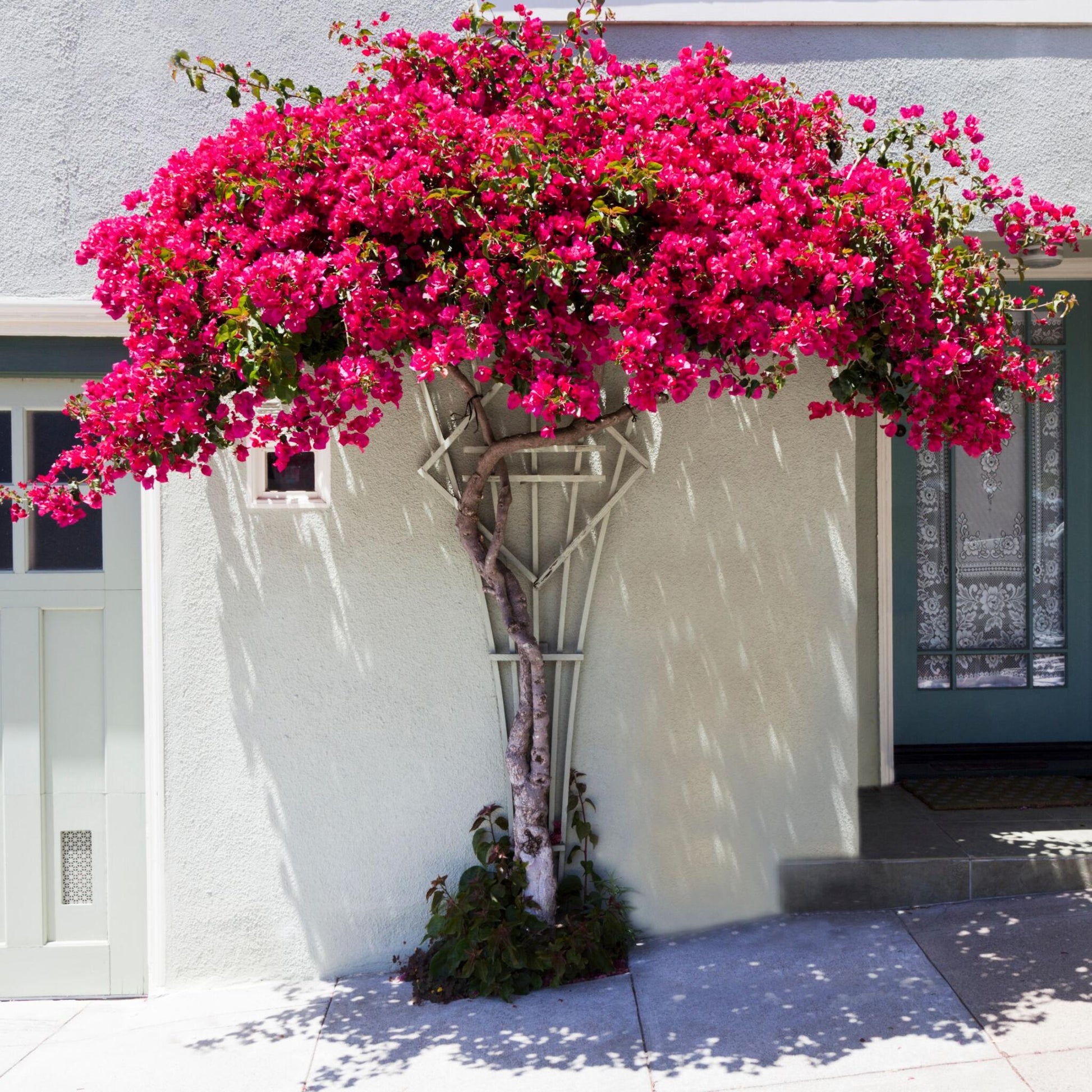 Buganvilla - Bougainvillea 'dania' - Altura 50-60cm - ⌀17cm_4