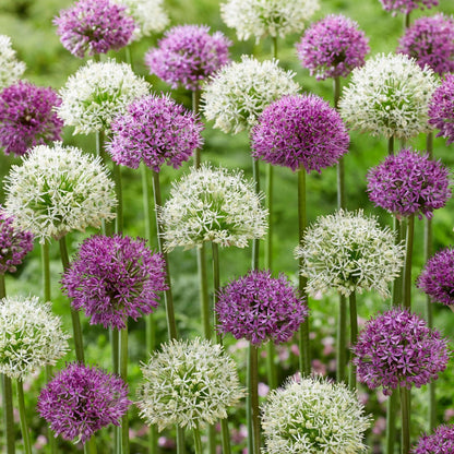 Bulbos De Allium - 15 Pzs - Allium 'purple 'white' - Bulbos De Flores_1